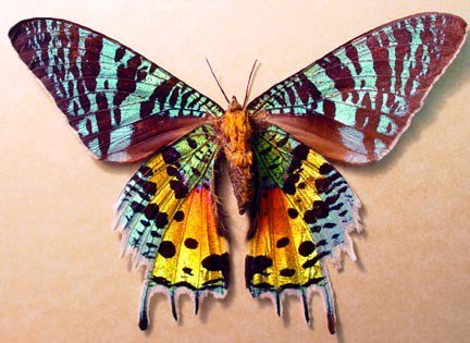 Sunset Moth.jpg