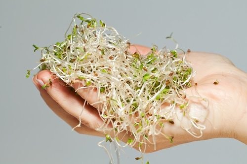 brotes-de-alfalfa.jpg