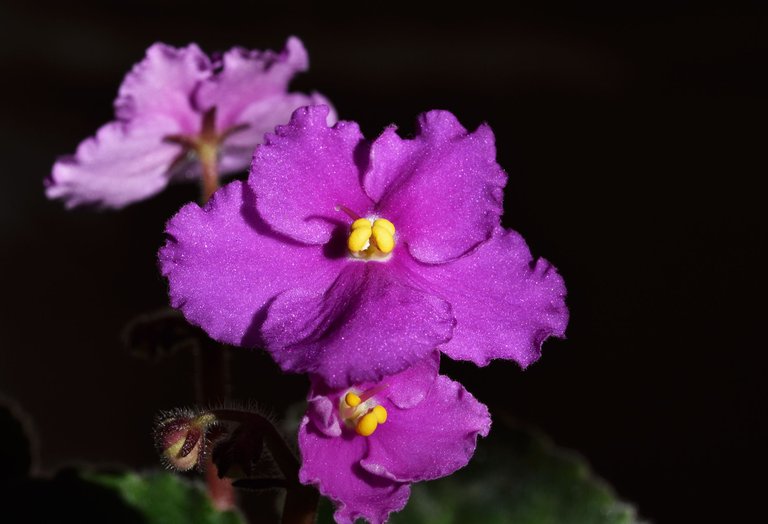 african violet purple 1.jpg