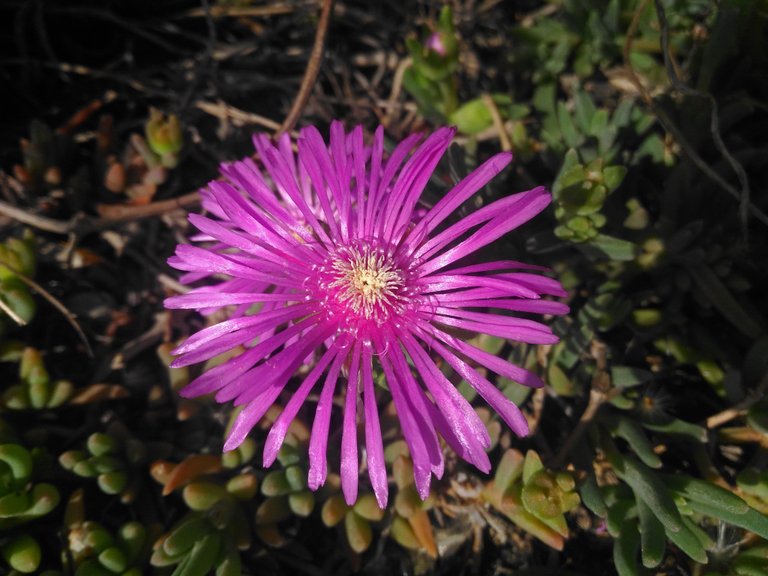 ice plant.jpg