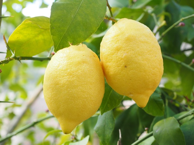 Citrus-Lemon-Limone-Citrus-Limon-Lemon-Tree-1117568.jpg