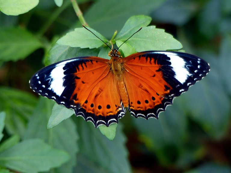 Leopard Lacewing butterfly.jpg