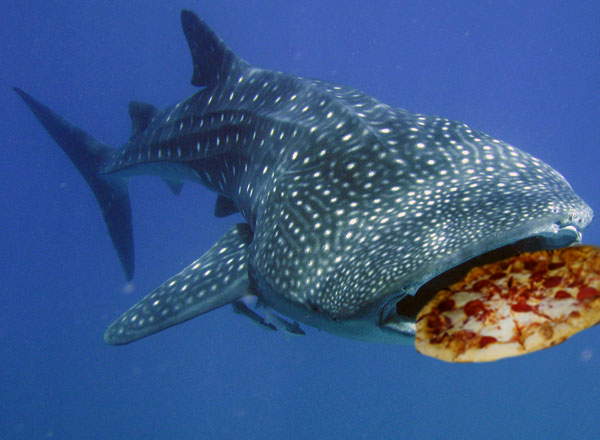 whalepizza.png