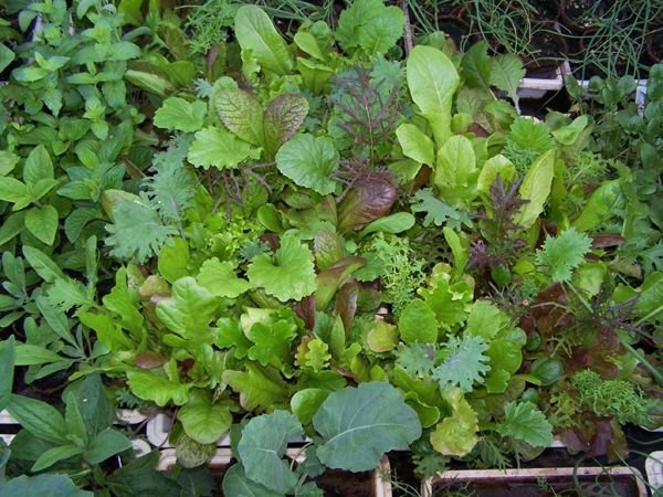 Mesclun 2 in cold frame crop April 2017.jpg