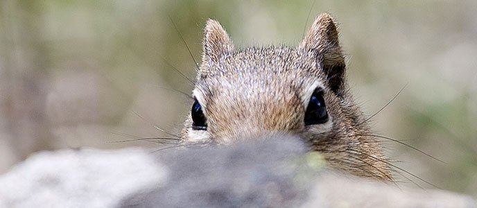 squirrel_banner_688x300.jpg