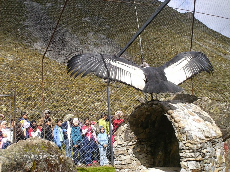 Condor-Alas Abiertas.JPG