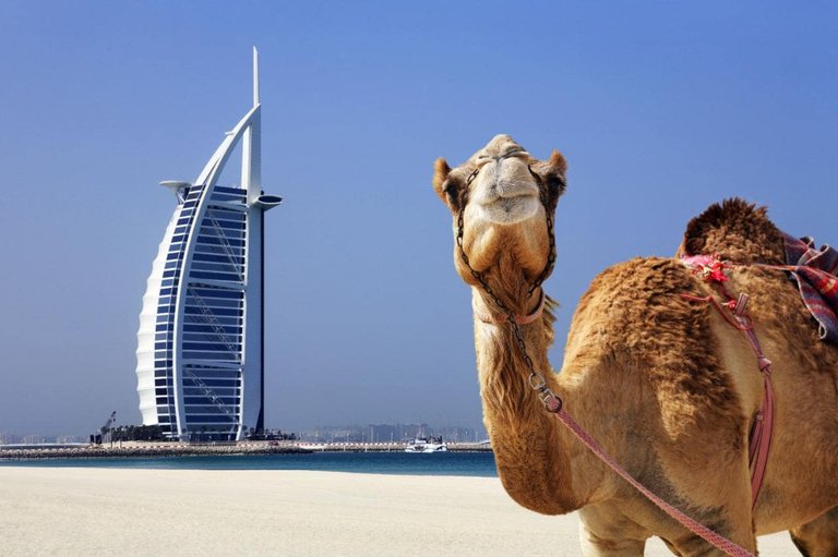 dubai camel burj al arab-xlarge.jpg