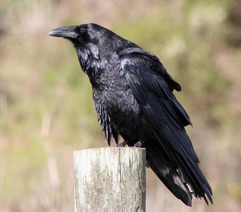 Common_raven_by_David_Hofmann.jpg