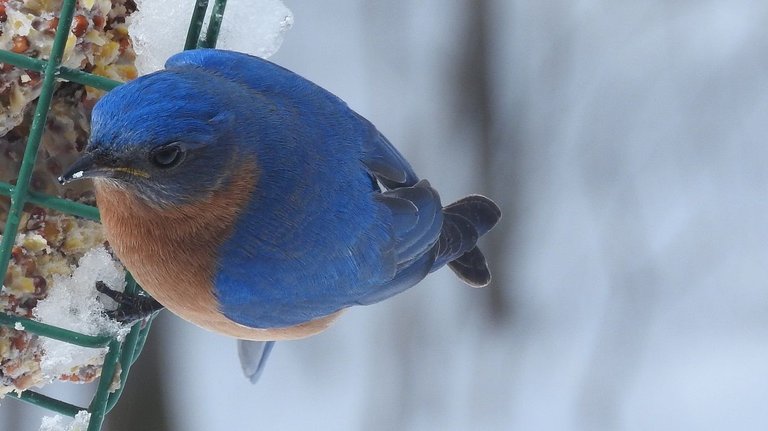 bluebird 5.jpg