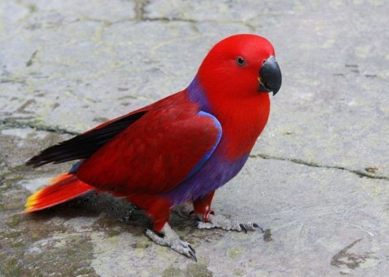 Female-Eclectus-Parrot-768x548.jpg