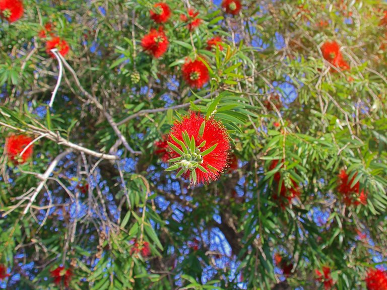 Callistemon citrynus