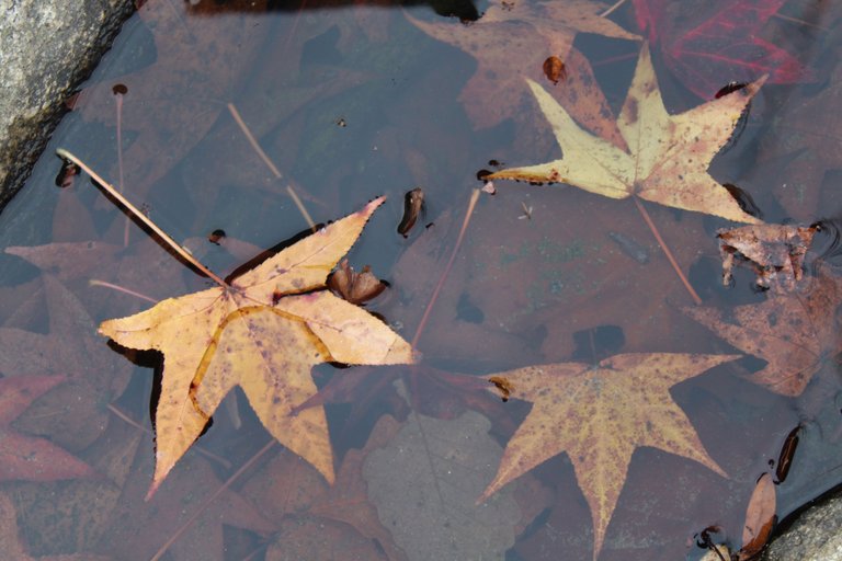 belle isle nov.15.2017 160.JPG