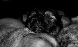 Puppies4-263x160.jpg