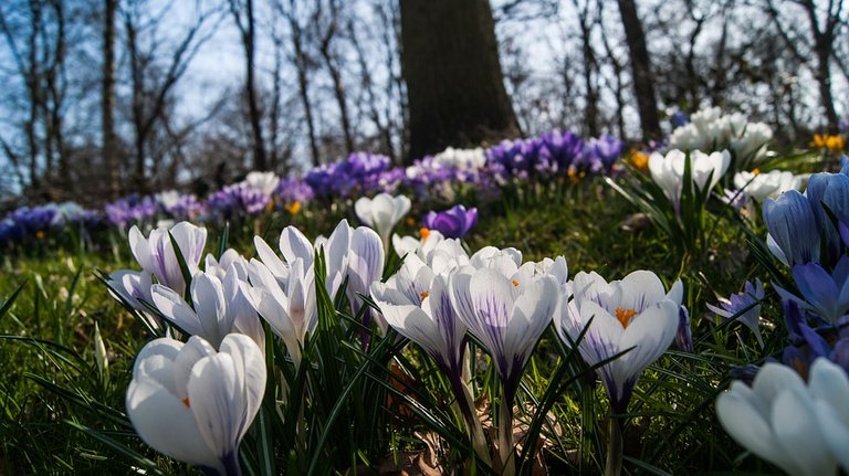 crocus-2150190_960_720.jpg