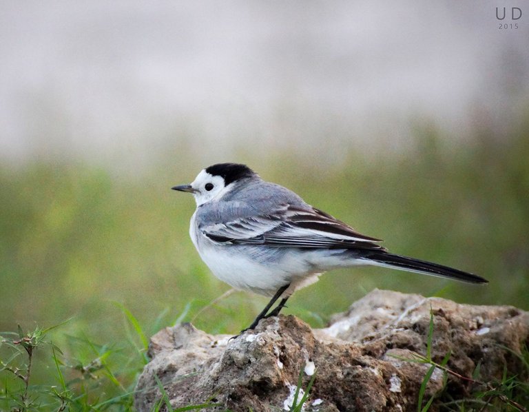 white wagtail.jpg