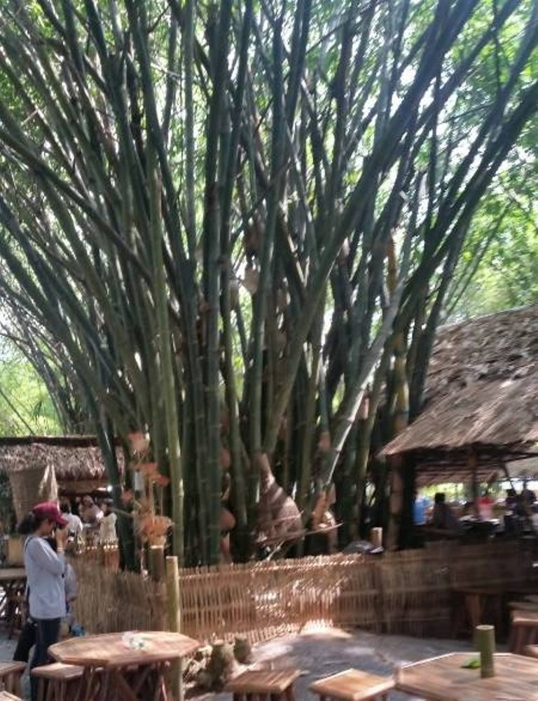 bamboo2.jpg