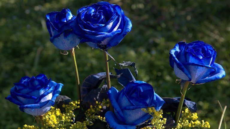 Nature-Flowers-Blue-roses-are-blooming-in-the-garden.jpg