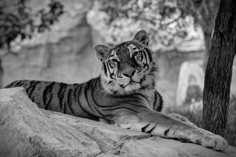 tiger-2143570_1280.jpg