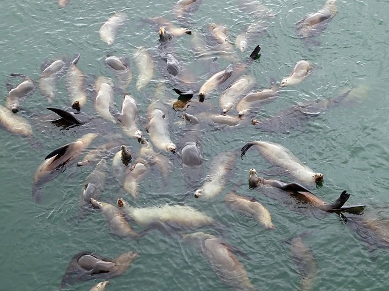 sea-lions-in-calafornia.jpg
