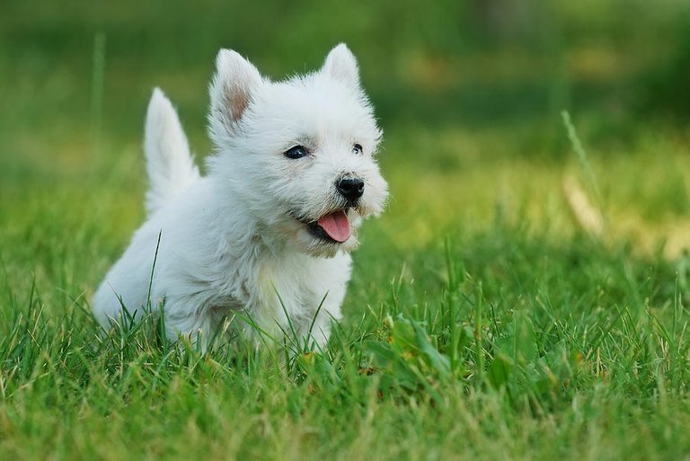 west-highland-white-terrier-puppy-portrait-waldek-dabrowski.jpg