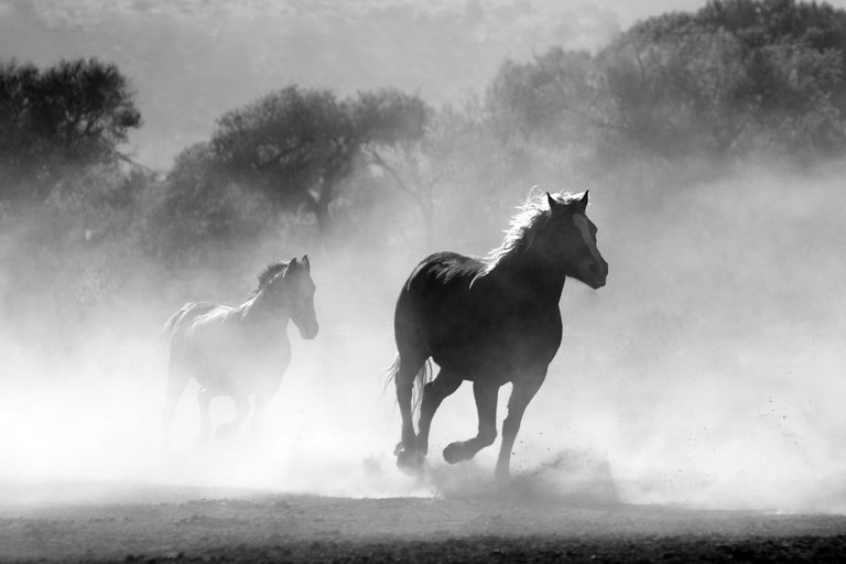 Wild Horses.jpg