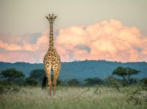 The-Picture-for-the-Beauty-of-Nature-and-Natural-Wallpapers-Giraffe-Tanzania-300x224.jpg