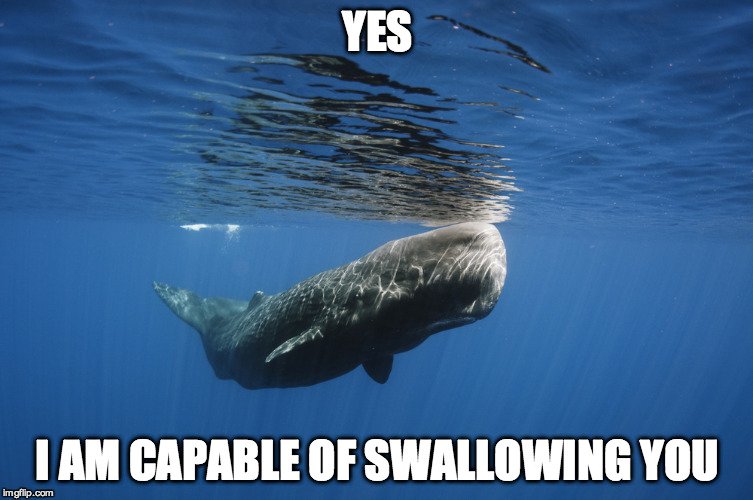 Whale-2-Meme.jpg