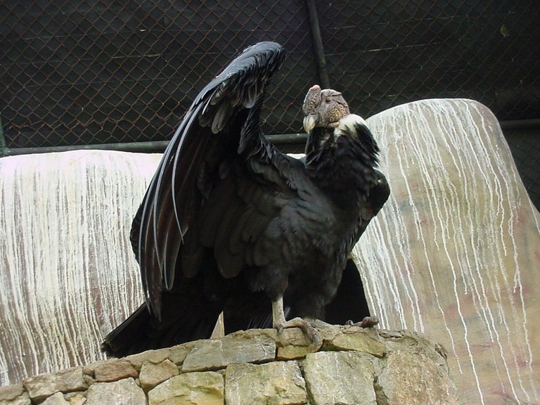 6  Condor andino.jpg