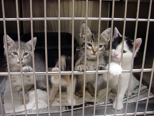 cat shelter 1.jpg