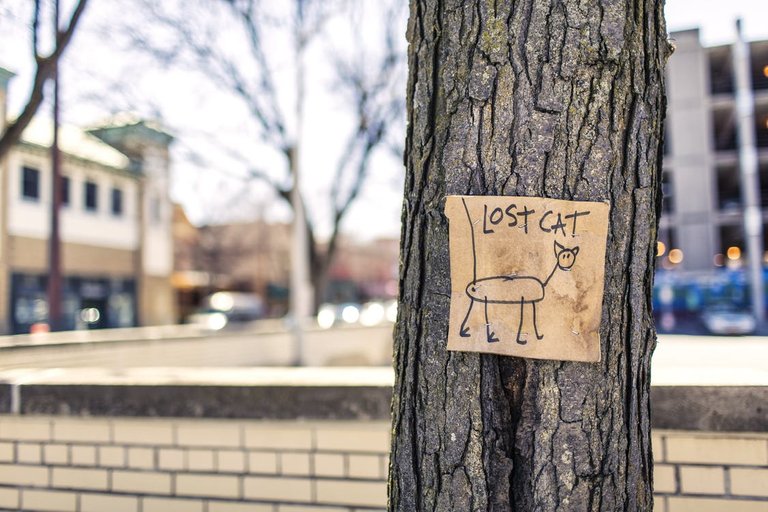 lost-cat-tree-sign-fun-159868.jpeg