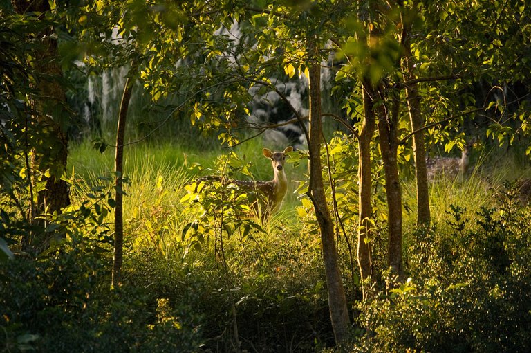 Bangladesh-and-West-Bengal-India-–-Sundarbans-9.jpg