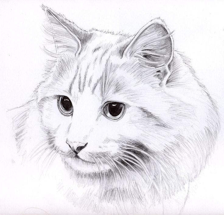 8b8b109c8ea67021dcb062f1c92b6c9d--drawings-of-cats-cat-drawing.jpg