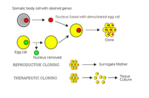 721px-Cloning_diagram_english.svg.png