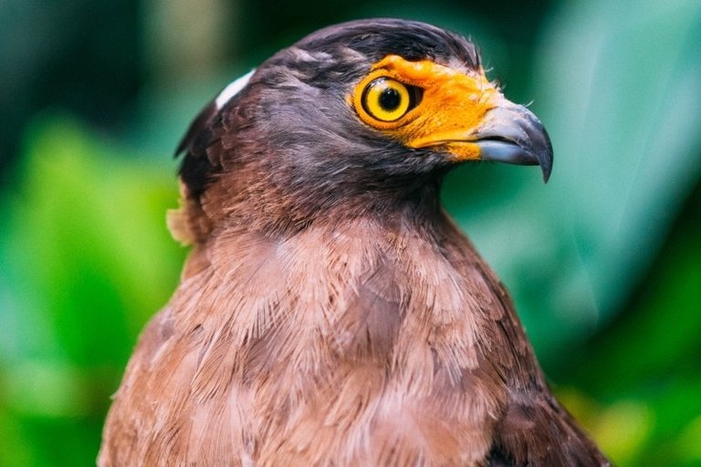 feathers-bird-39-s-eye-view-bird.jpg