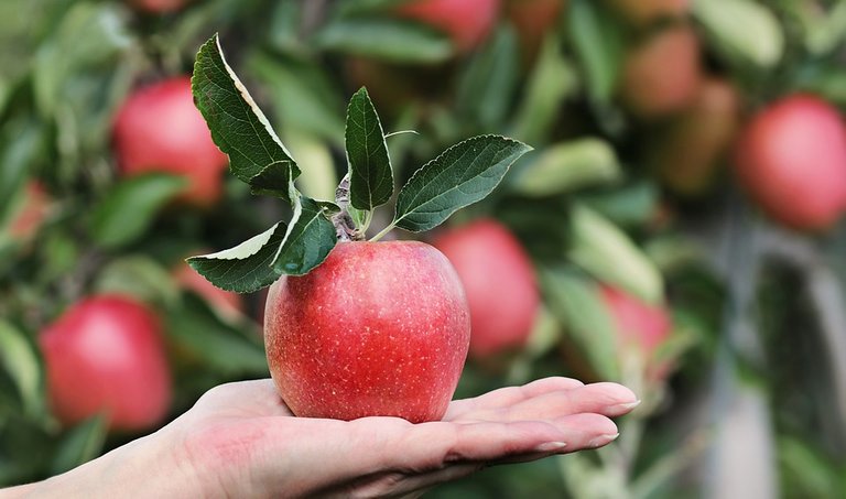 apple - geben.jpg