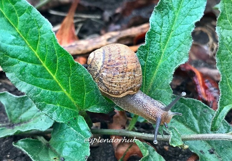snail 2 @splendorhub.JPG