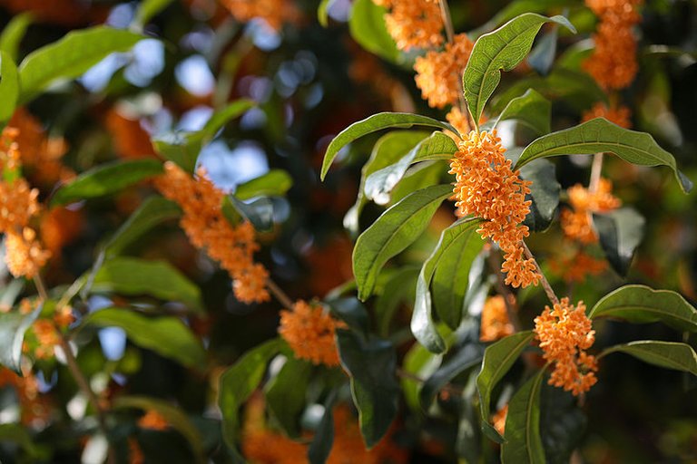 800px-Osmanthus_fragrans_(orange_flowers).jpg