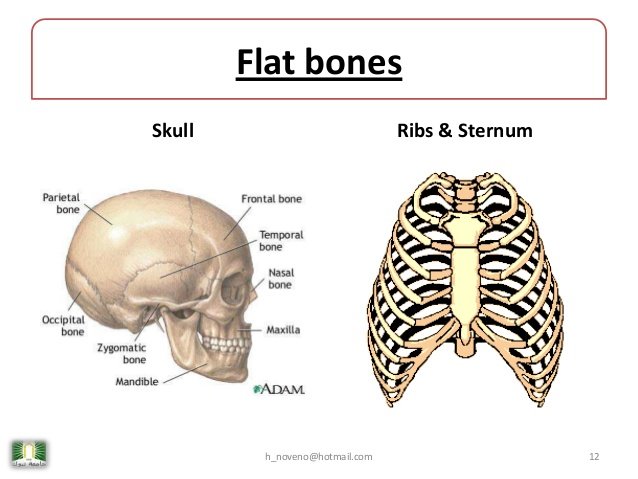 unit-4-skeletal-system-12-638.jpg