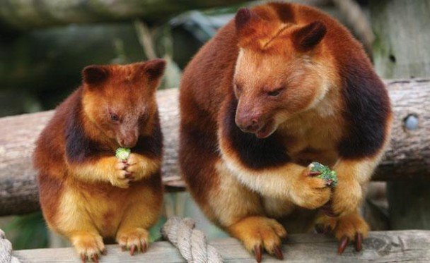 tree-kangaroo.jpg