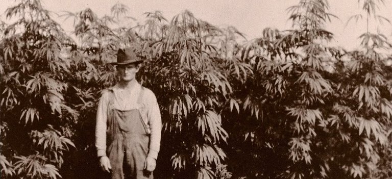 hemp-history.jpeg