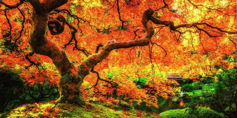 Japanese Maple