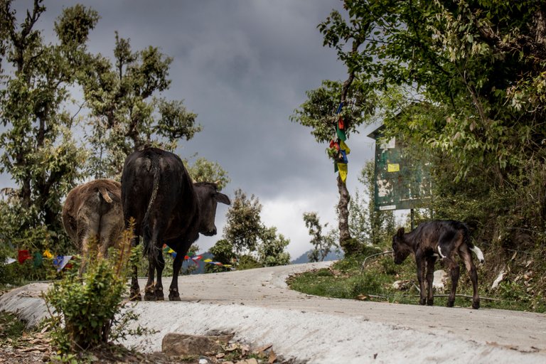 garden cows.jpg