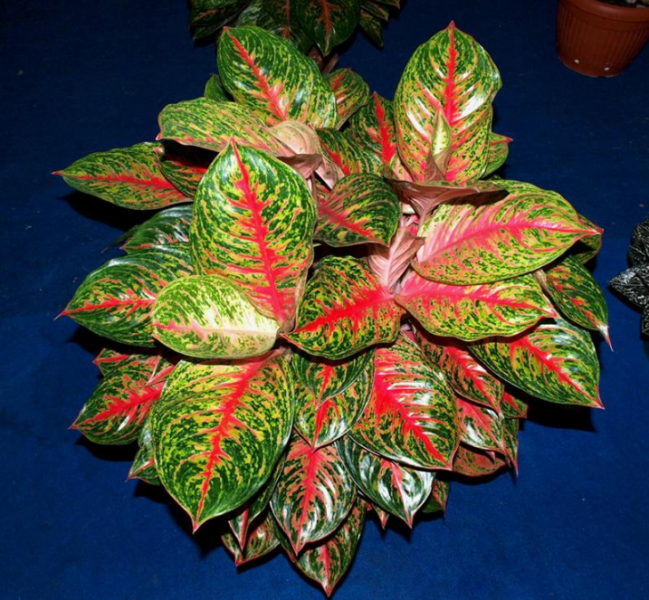 tanaman-hias-aglaonema-angela.png