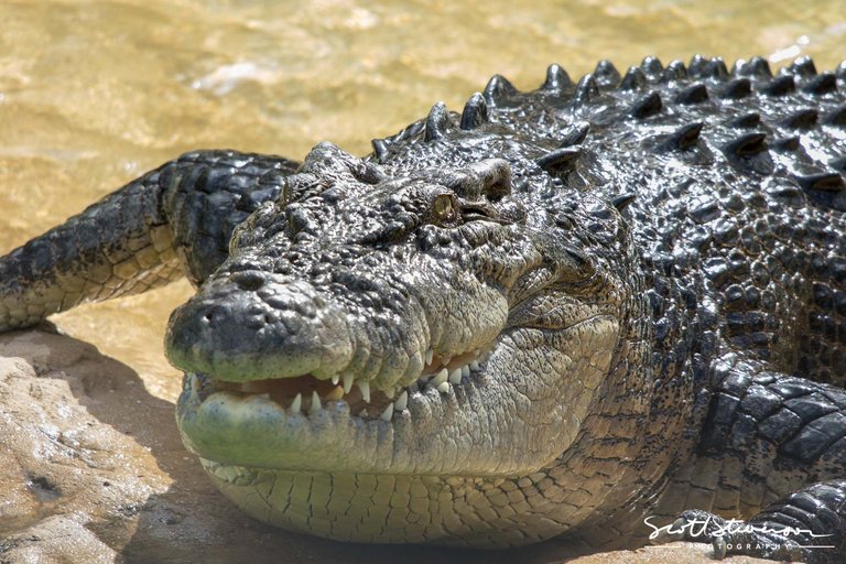 Saltwater Crocodile-2.jpg