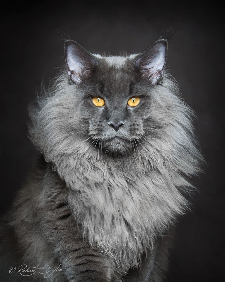 maine-coon-cat-photography-robert-sijka-64-57ad8f2c0277c__880.jpg