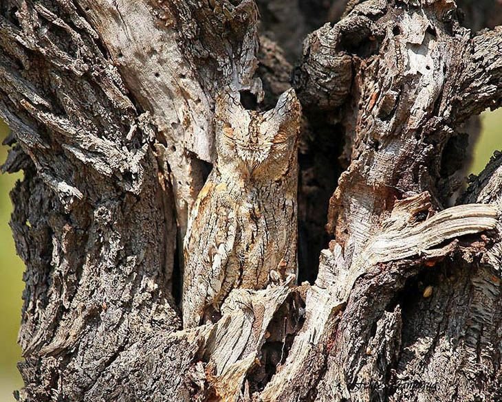 camouflaged-animals-47.jpg