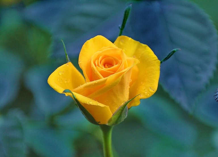 yellow-roses-832786_960_720.jpg