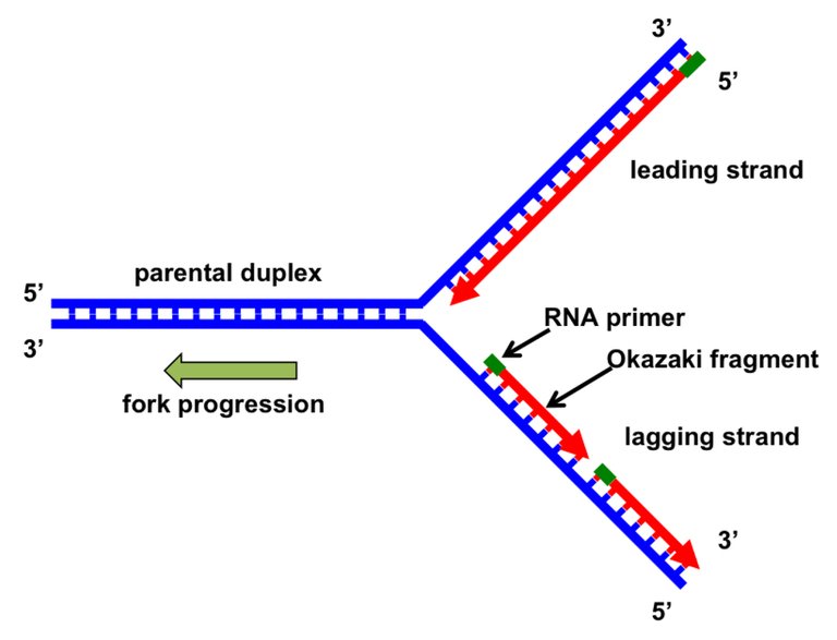 DNA replication fork.jpg