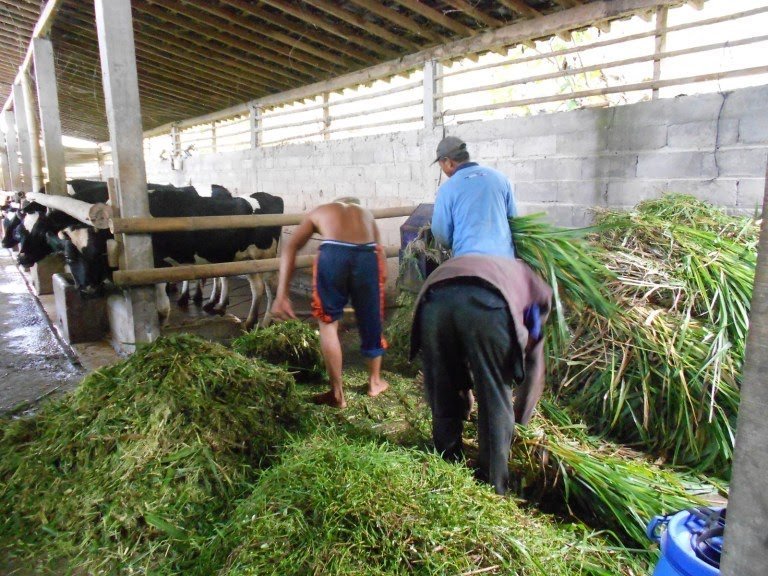 takaran-pakan-sapi.jpg