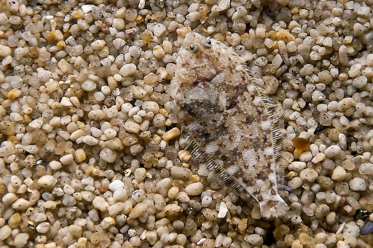 1024px-Flounder_camo_md.jpg